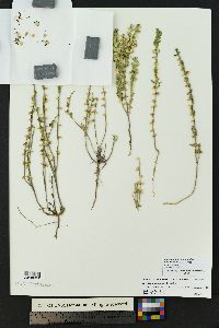 Scutellaria drummondii image