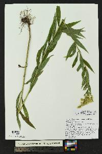 Solidago lepida image