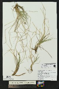 Carex geophila image