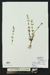 Scutellaria drummondii var. edwardsiana image