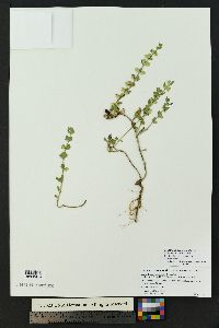 Scutellaria drummondii var. edwardsiana image