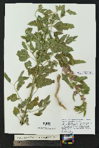 Sphaeralcea angustifolia image