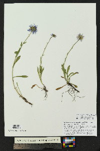 Erigeron versicolor image