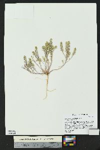 Lepidium densiflorum image