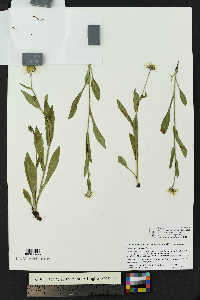 Erigeron coulteri image