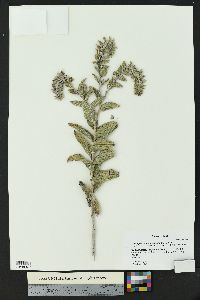 Lithospermum onosmodium image