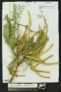 Prosopis glandulosa var. torreyana image