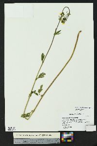 Geum macrophyllum image