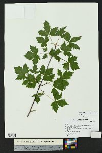 Acer glabrum image