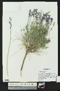 Oxytropis lambertii image