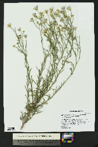 Dieteria canescens var. glabra image