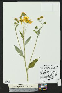 Verbesina encelioides subsp. encelioides image