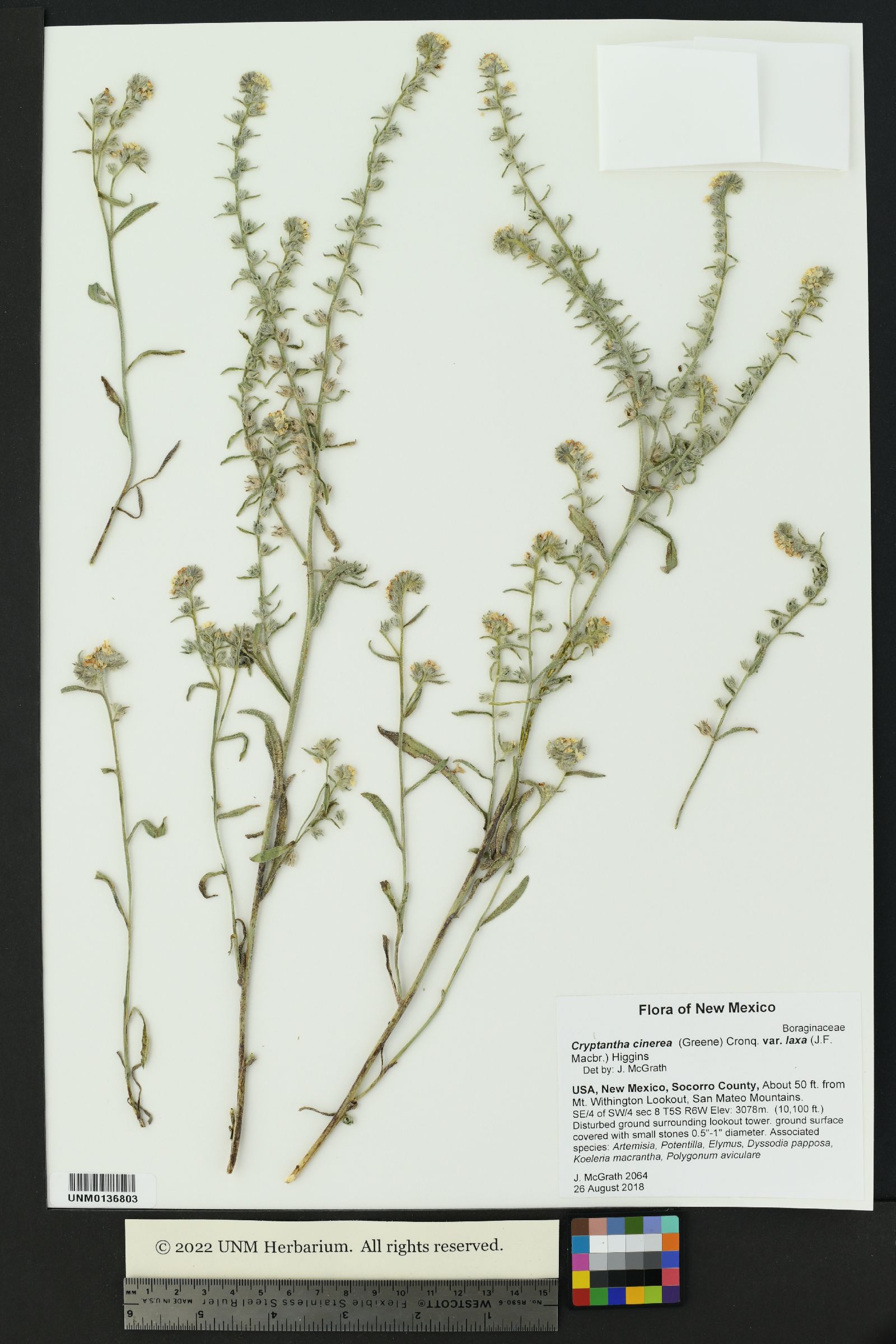 Oreocarya suffruticosa var. laxa image