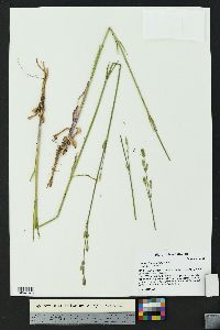 Silene drummondii image