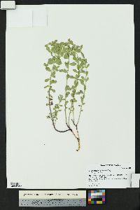 Euphorbia brachycera image