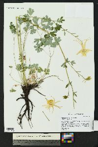 Aquilegia chrysantha image