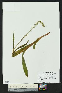 Platanthera sparsiflora image