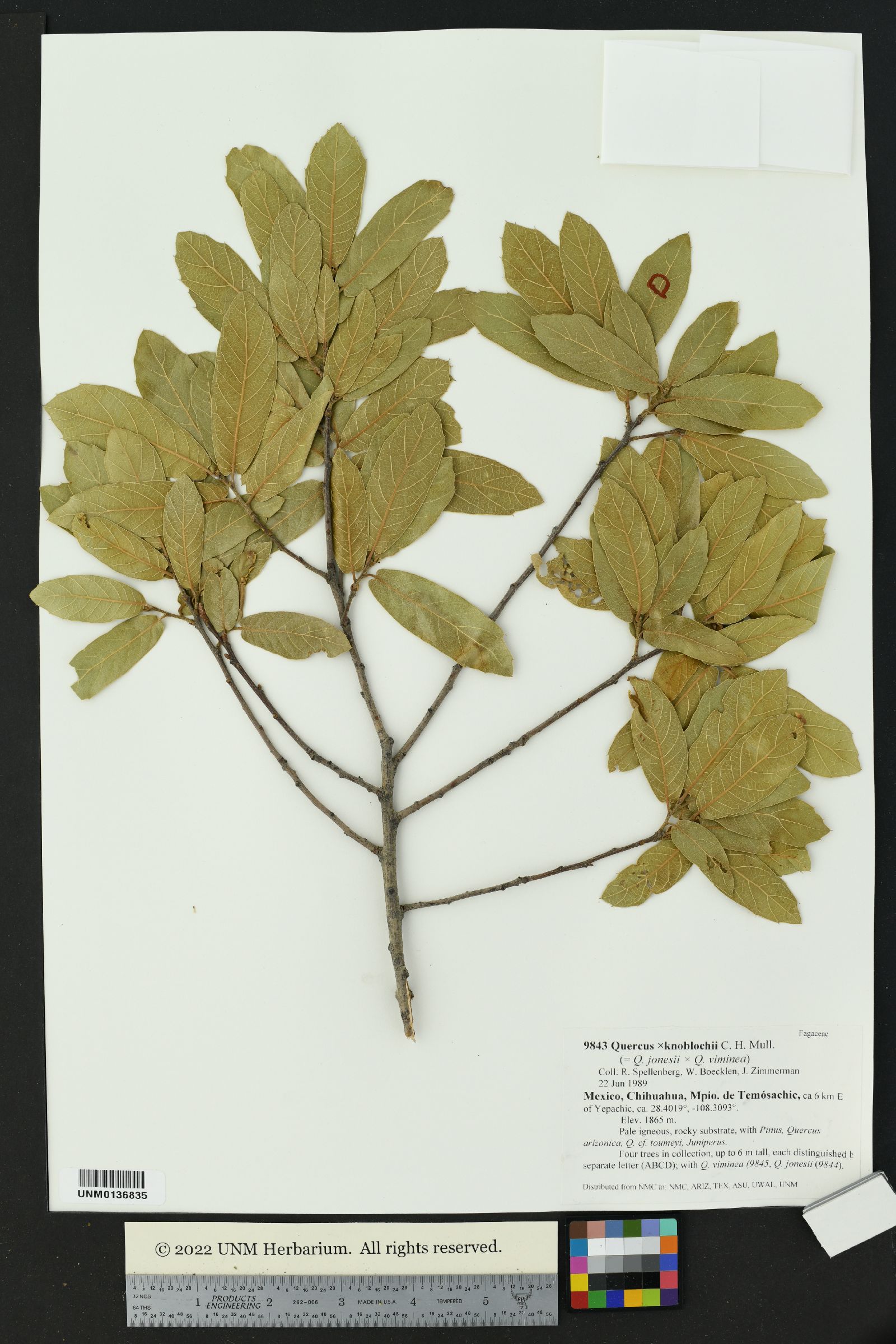 Quercus X knoblochii image