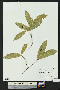 Quercus X knoblochii image