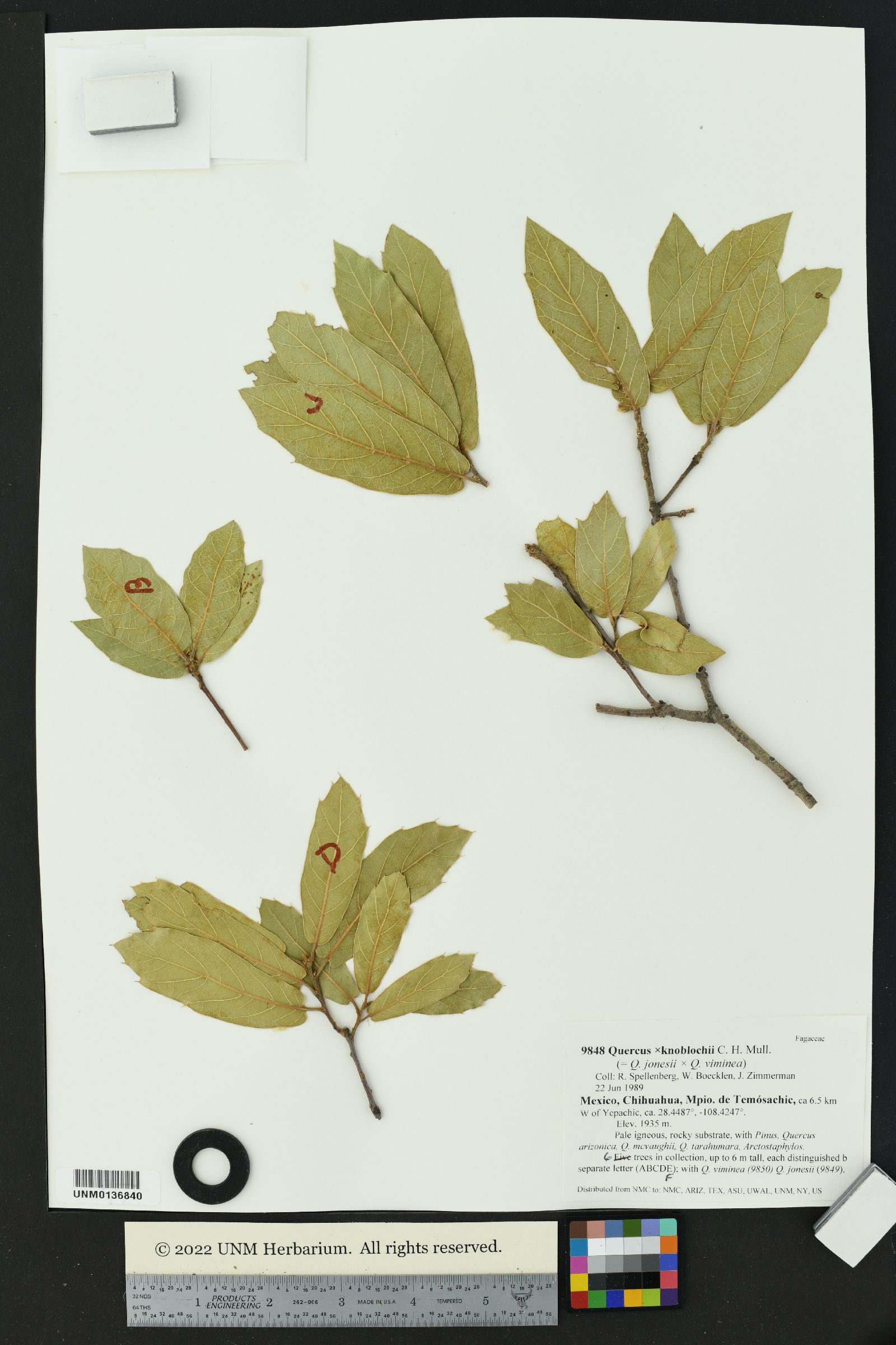 Quercus X knoblochii image