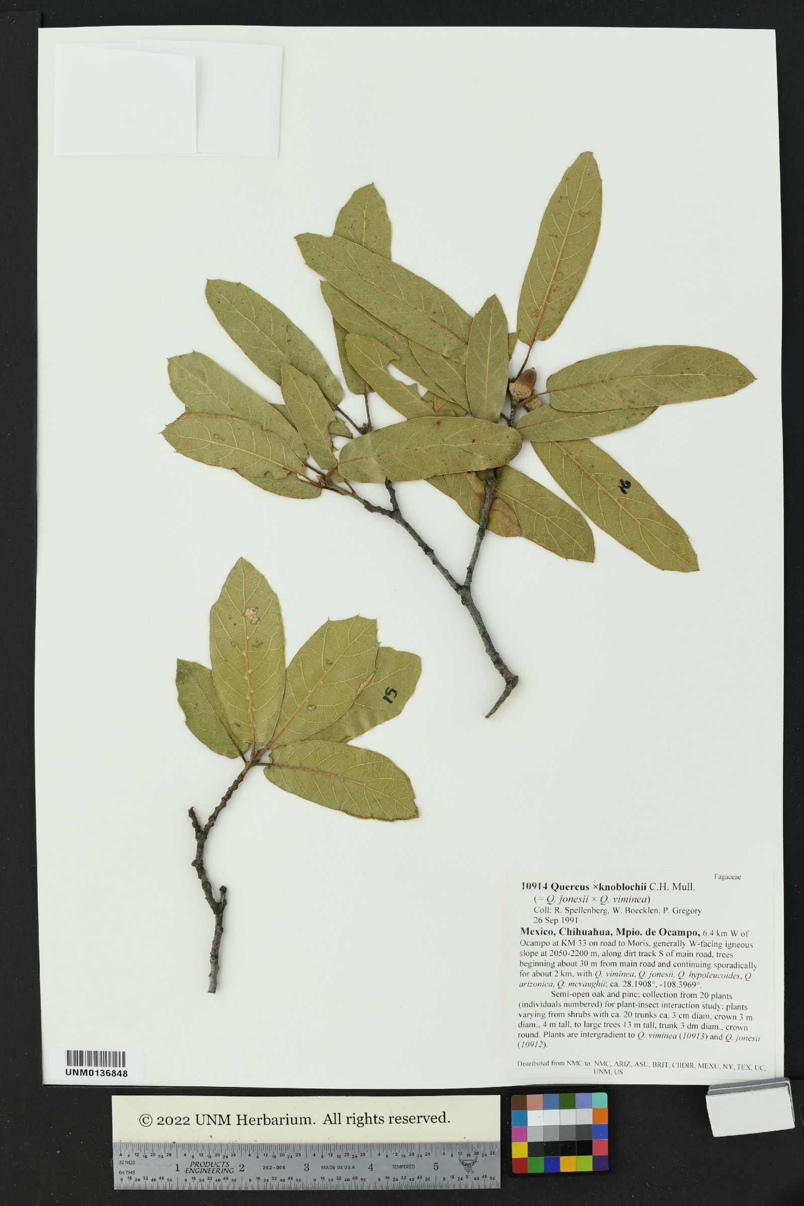 Quercus X knoblochii image