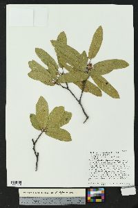 Quercus X knoblochii image