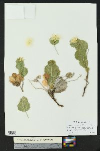 Acourtia nana image