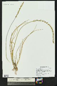 Triglochin maritima image