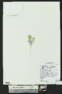 Physaria fendleri image