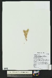 Plantago helleri image