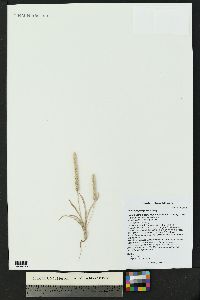 Plantago patagonica image