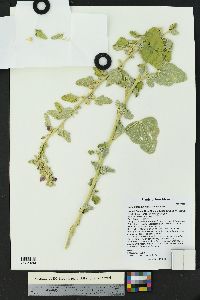 Sphaeralcea incana image