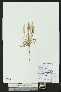 Plantago patagonica image