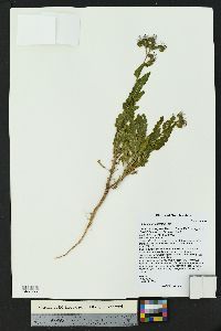 Phacelia integrifolia image