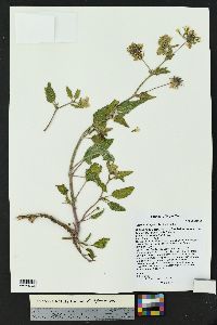 Abronia fragrans image