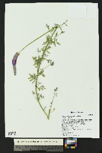 Dalea searlsiae image