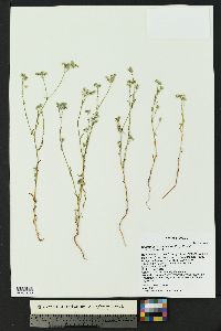 Cryptantha utahensis image