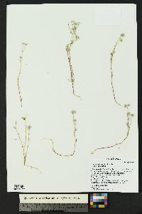 Cryptantha gracilis image