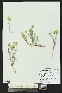 Chaenactis macrantha image