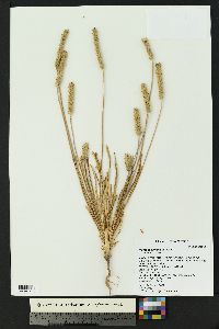 Plantago wrightiana image