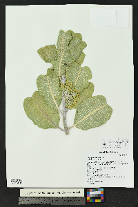 Asclepias arenaria image