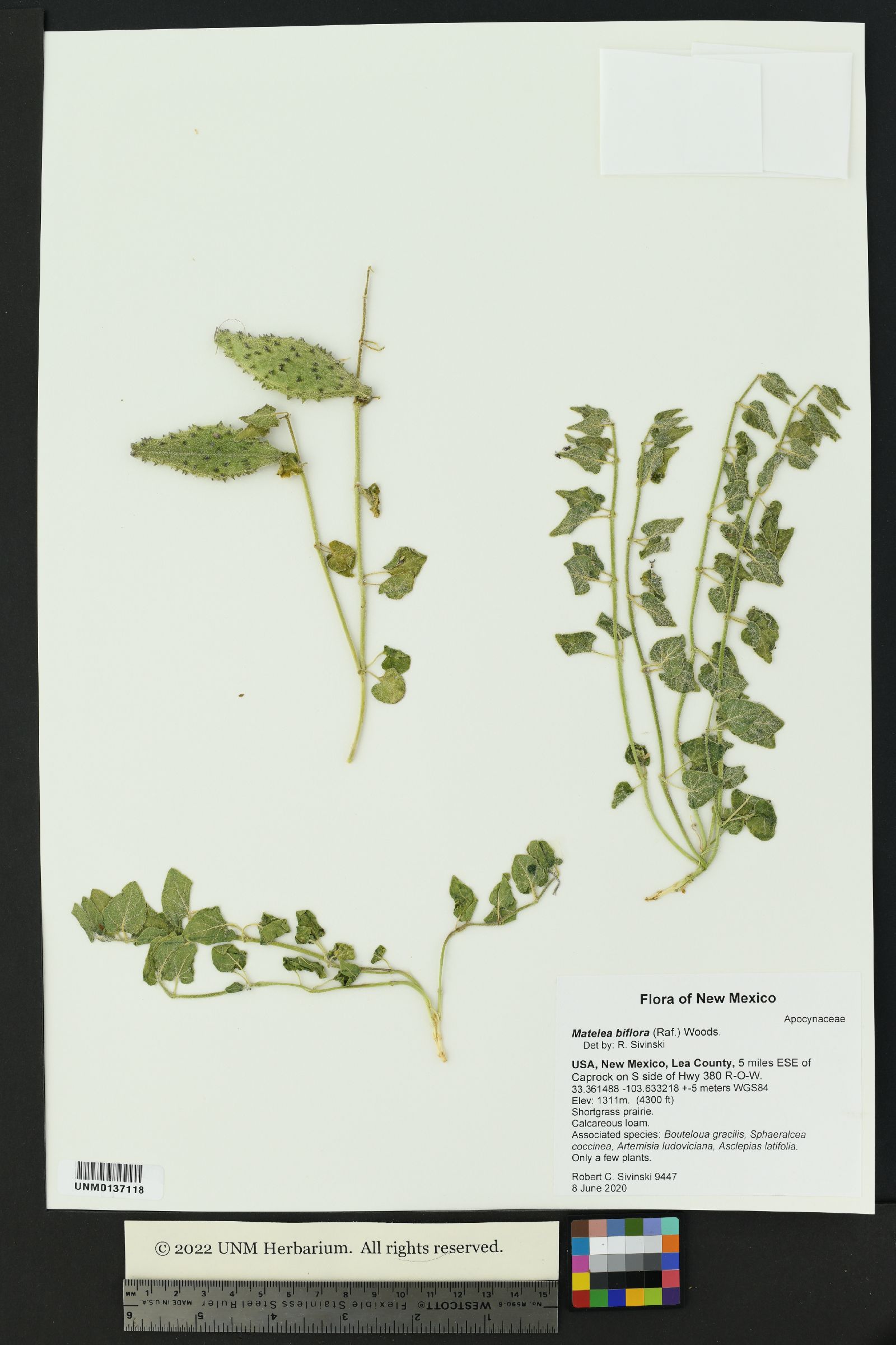 Matelea biflora image