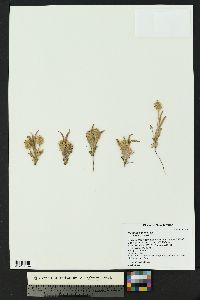 Plantago helleri image