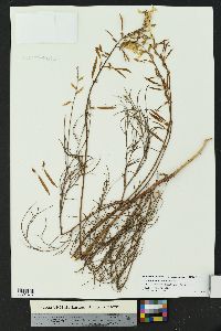 Astragalus lonchocarpus image