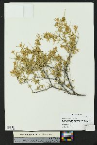 Buddleja utahensis image