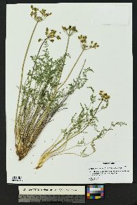 Lomatium scabrum image