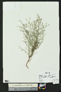 Johnstonella racemosa image