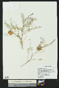 Astragalus fucatus image