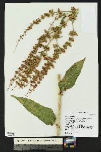 Rumex obtusifolius image