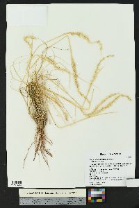 Pappophorum vaginatum image